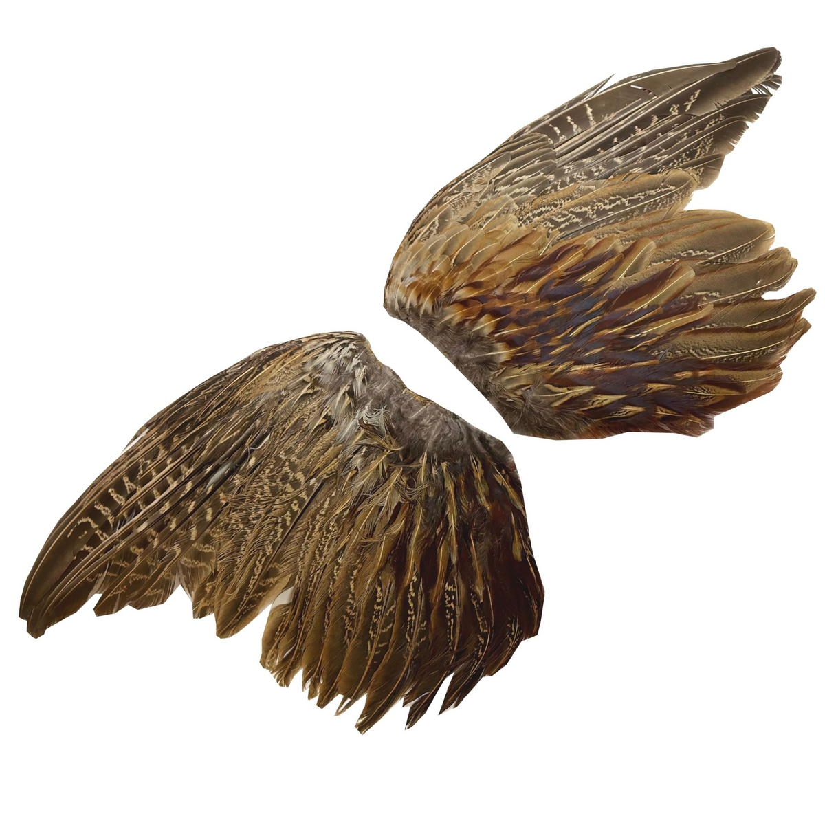 Pheasant Wing Pelt