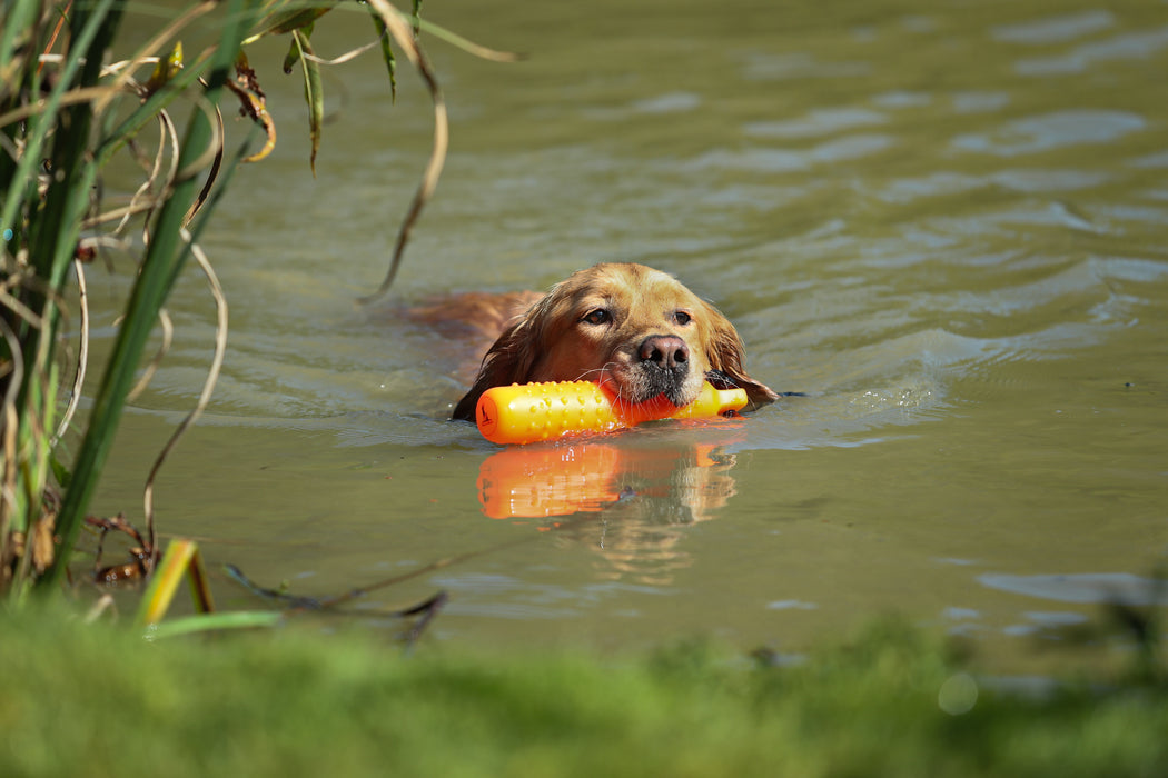 Dog & Field Water Dummy