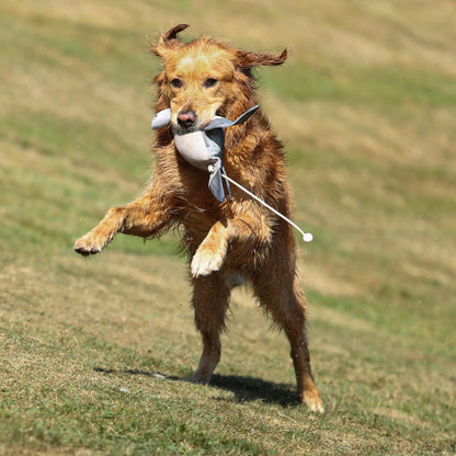 Dog & Field Pigeon Clone Bird
