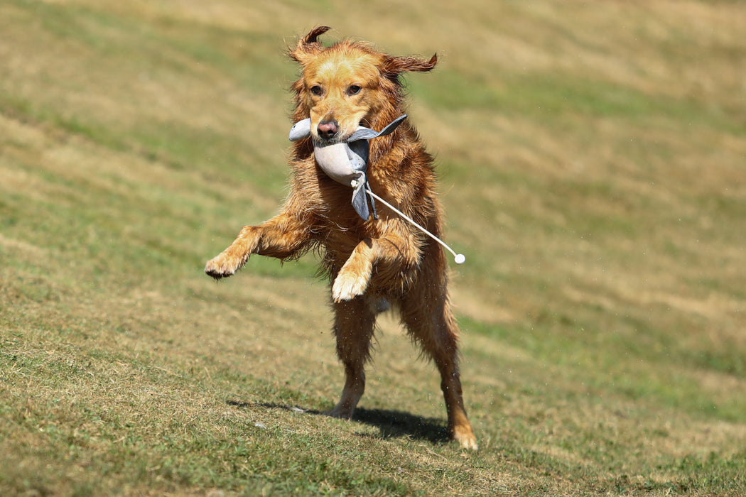 Dog & Field Pigeon Clone Bird