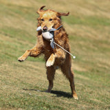 Dog & Field Pigeon Clone Bird