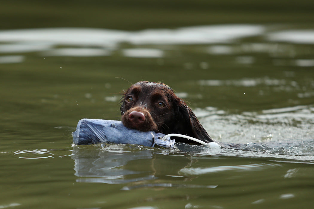 Dog & Field Pigeon 1/2lb Dummy