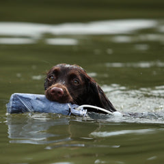 Dog & Field Pigeon 1/2lb Dummy