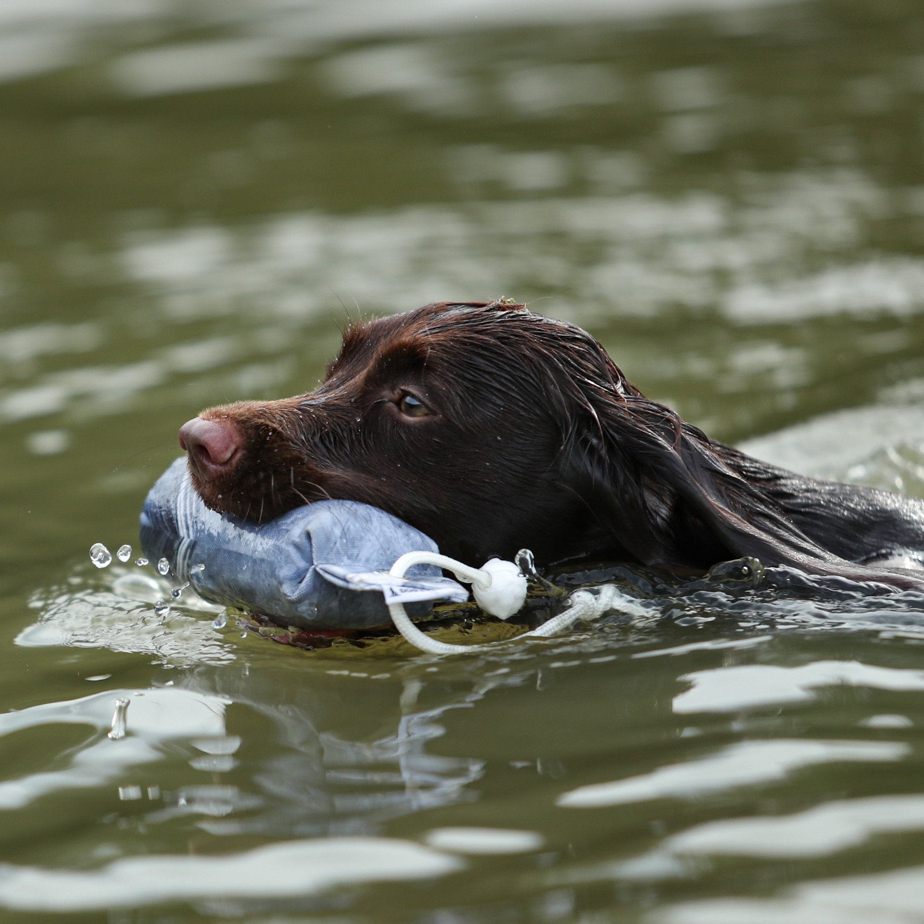 Dog & Field Pigeon 1/2lb Dummy