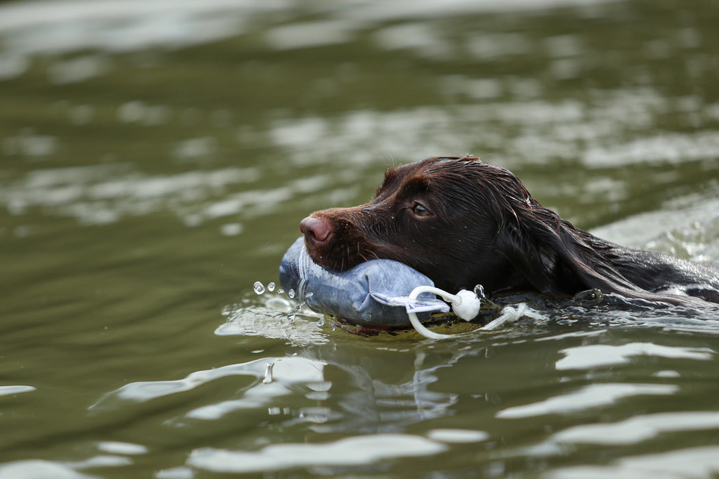 Dog & Field Pigeon 1/2lb Dummy