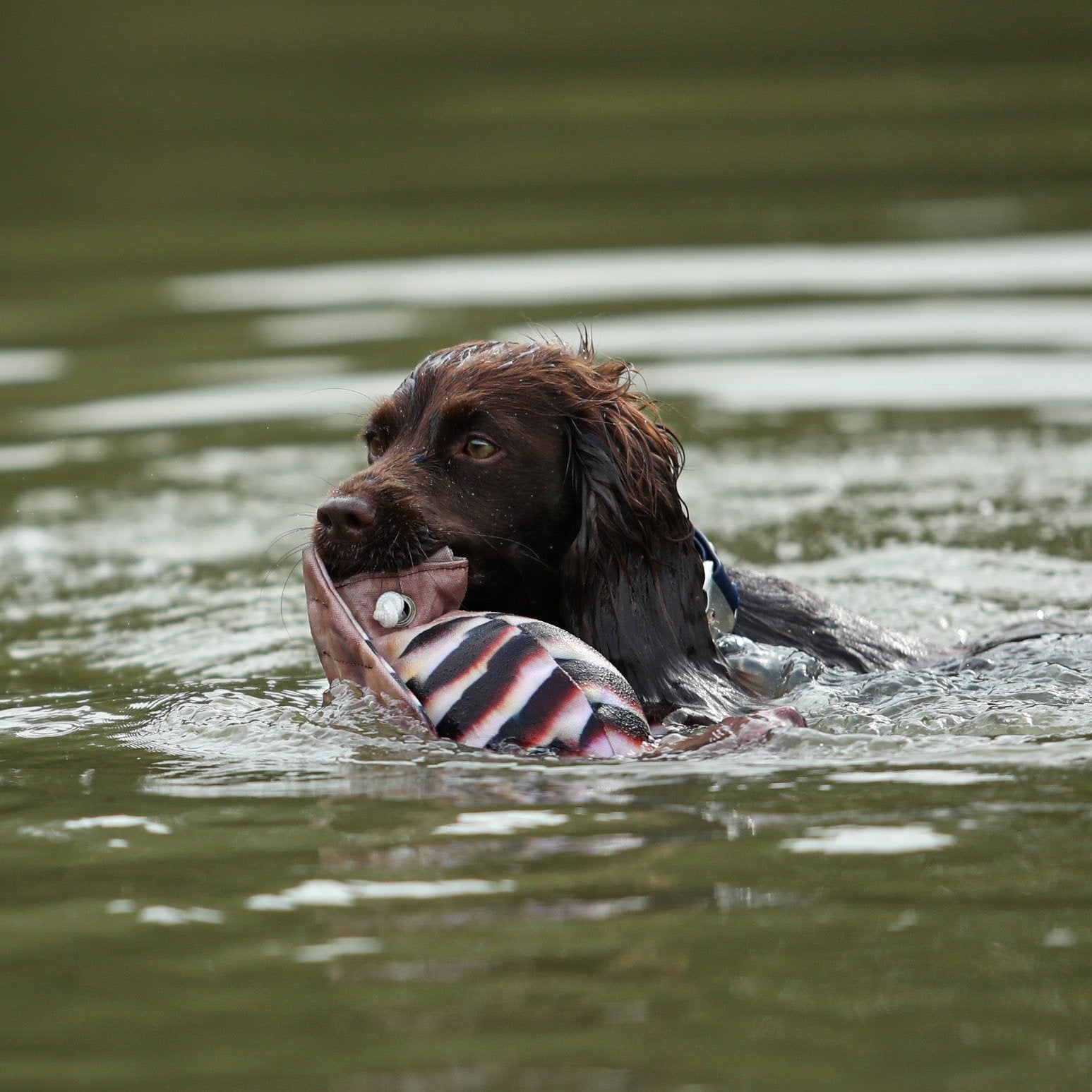 Dog & Field Partridge Clone Bird