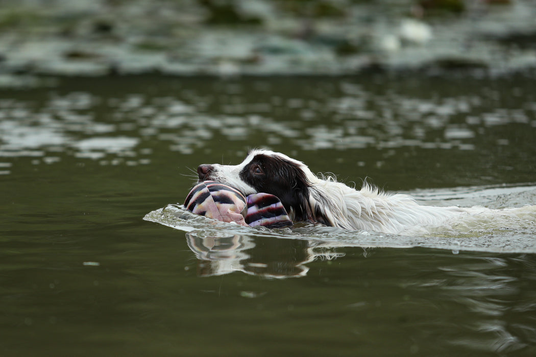 Dog & Field Partridge Clone Bird