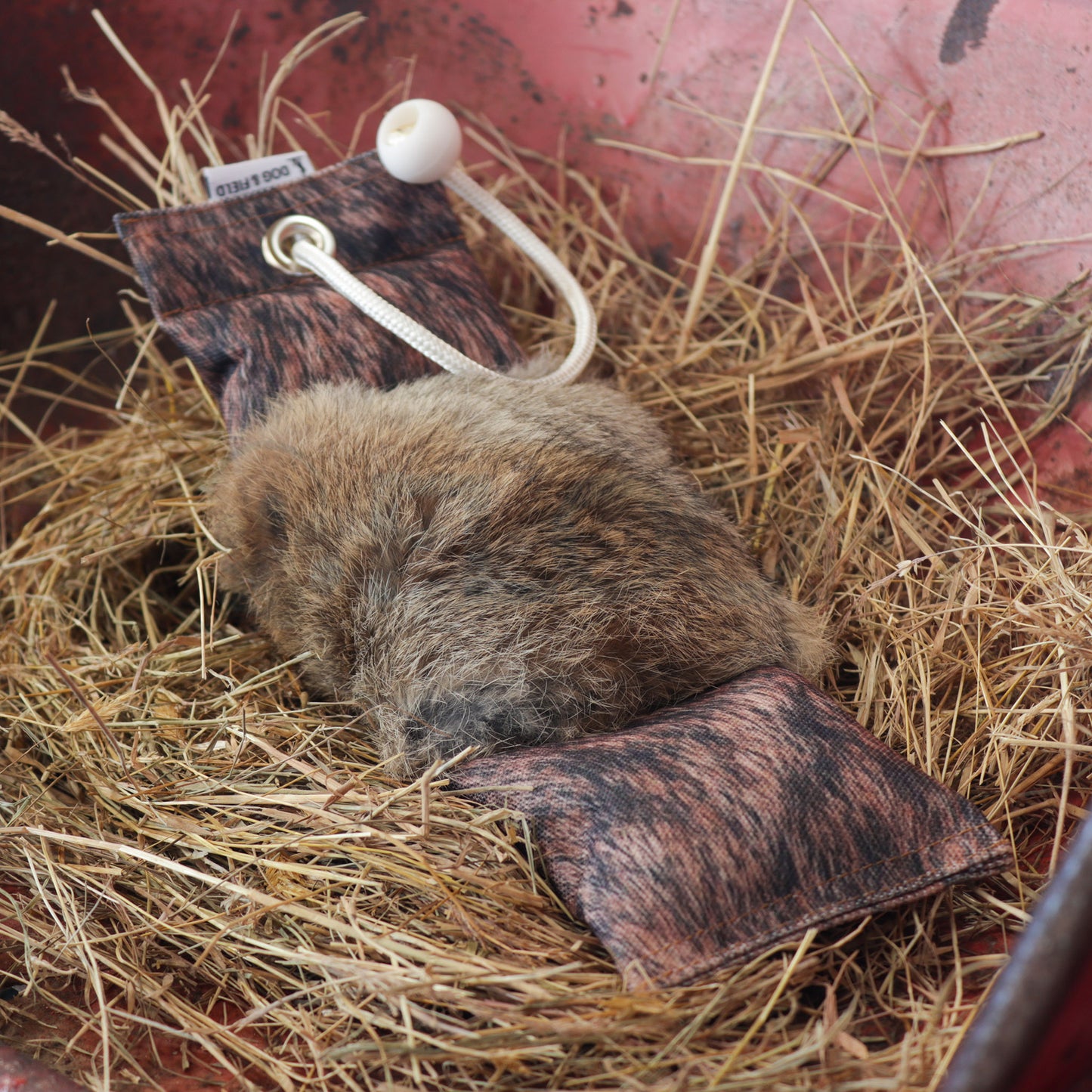 Dog & Field Original Clone Rabbit Dummy