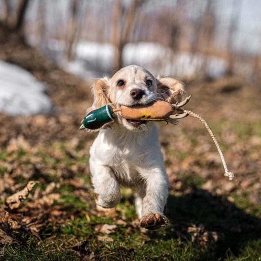 Dokken Puppy