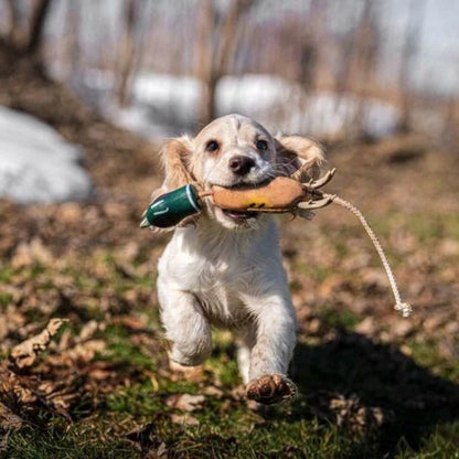 Dokken Puppy