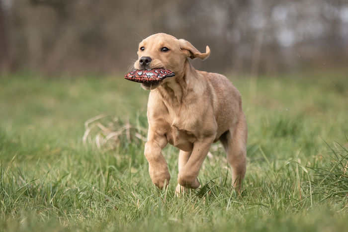 Sporting Saint Special Edition Puppy Dummy