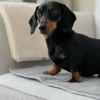Pet Protector Waterproof Blanket