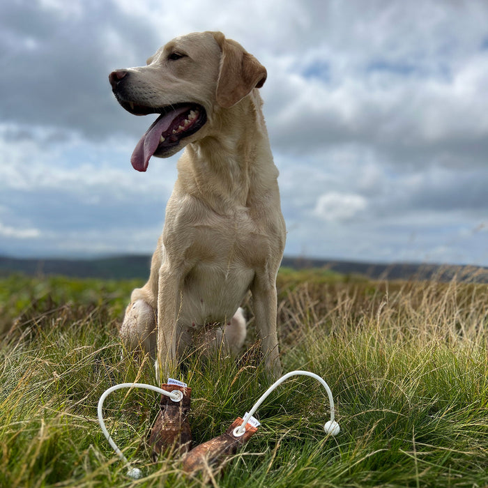 Dog & Field Grouse Ball