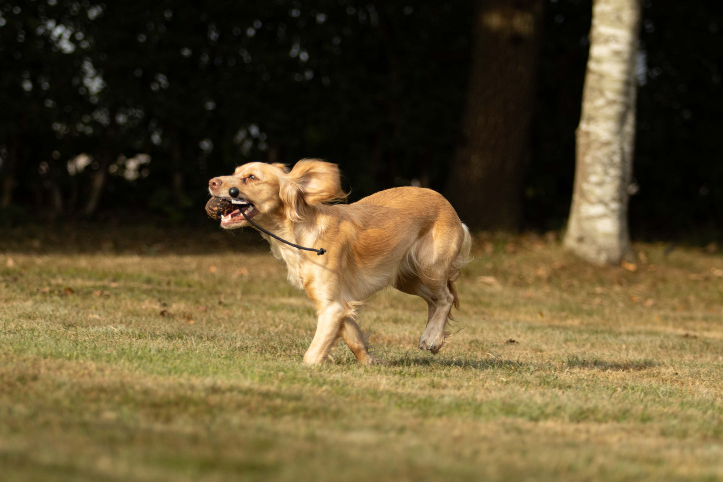 Dog & Field Snipe Ball