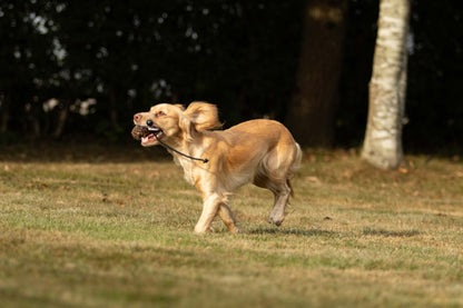 Dog & Field Snipe Ball