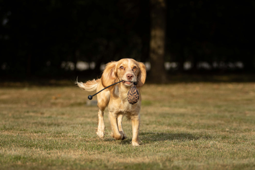 Dog & Field Snipe Ball