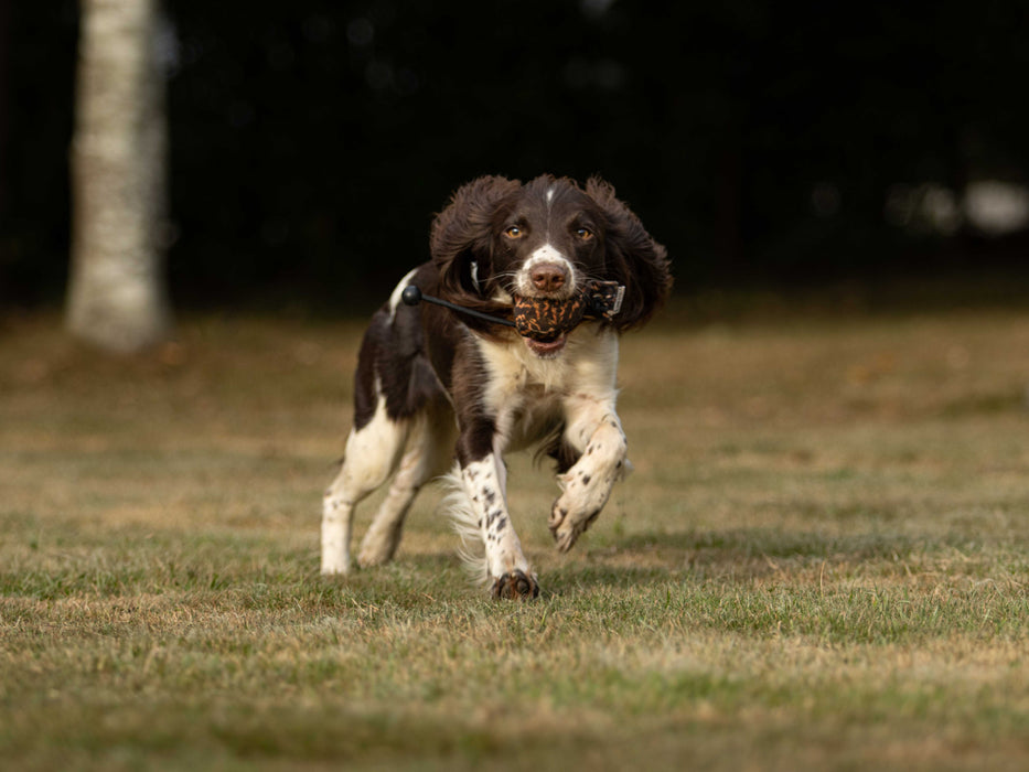 Dog & Field Snipe Ball