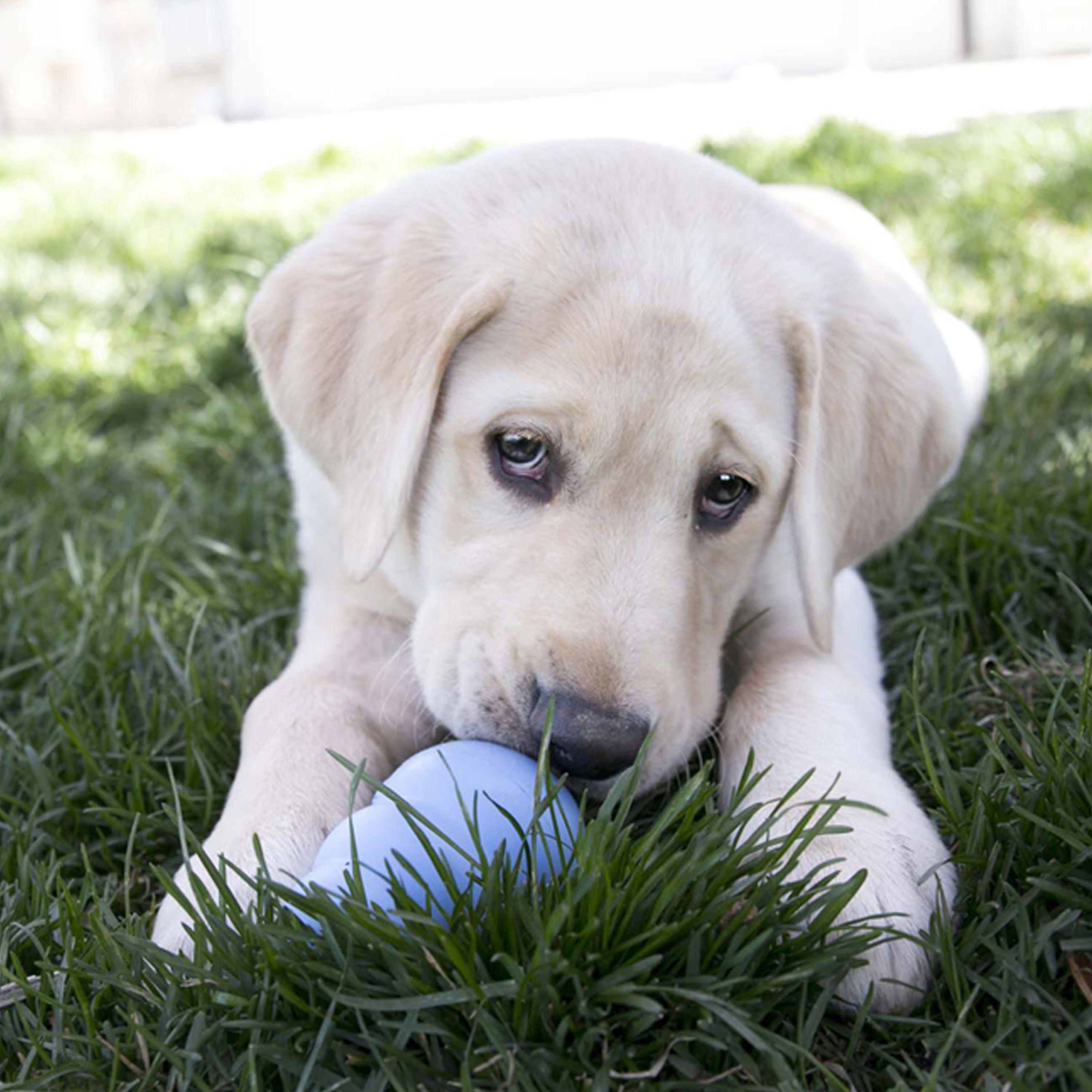 Kong The Original Puppy