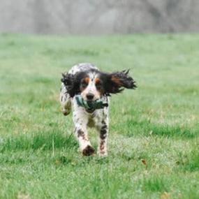 Sporting Saint Puppy Dummy