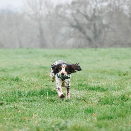 Sporting Saint Puppy Dummy