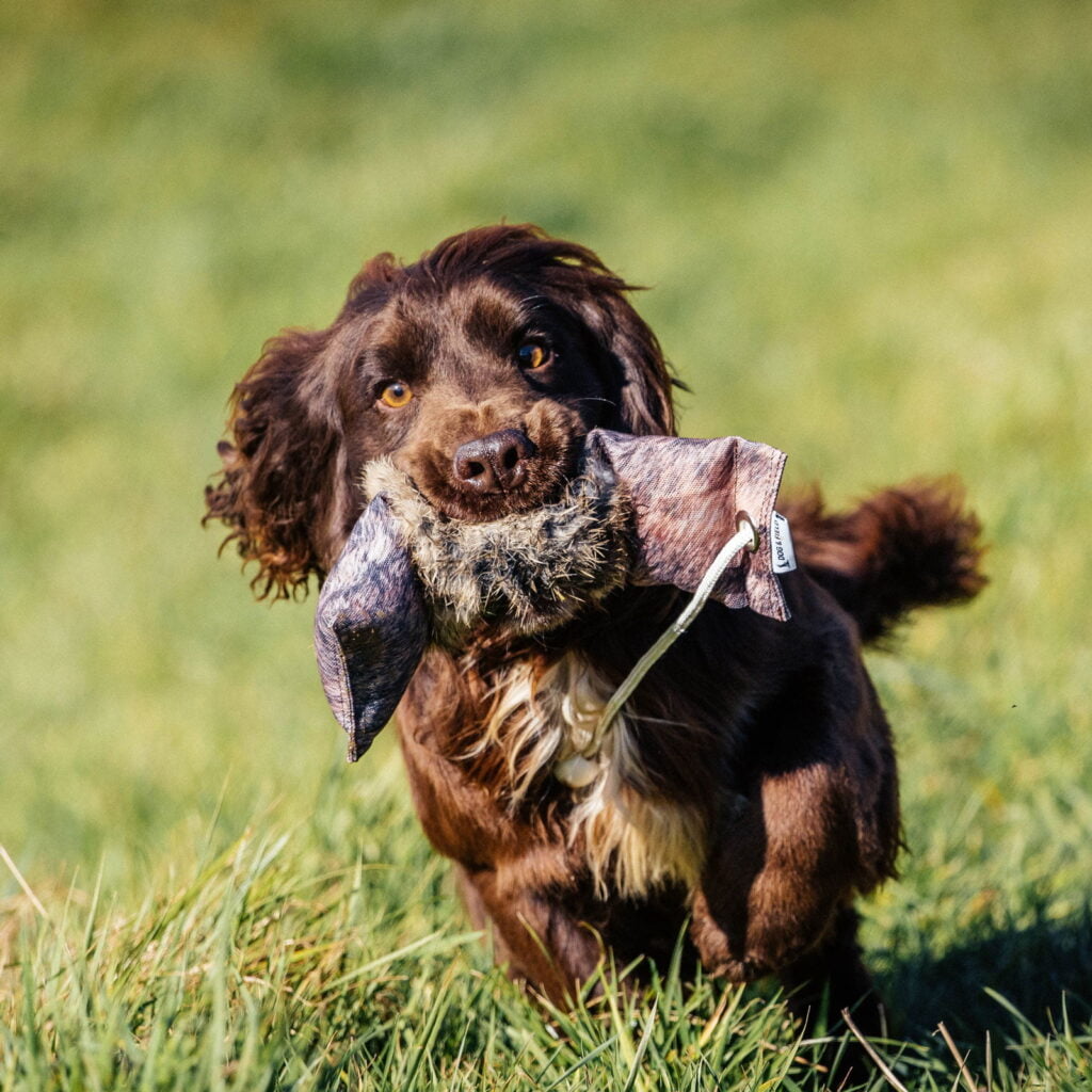 Dog & Field Original Clone Rabbit Dummy