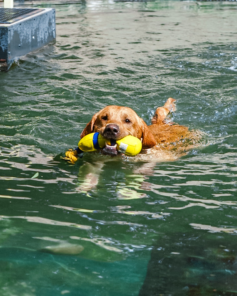 Diving Floating Toy