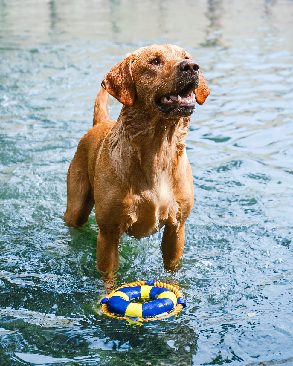 Diving Floating Toy