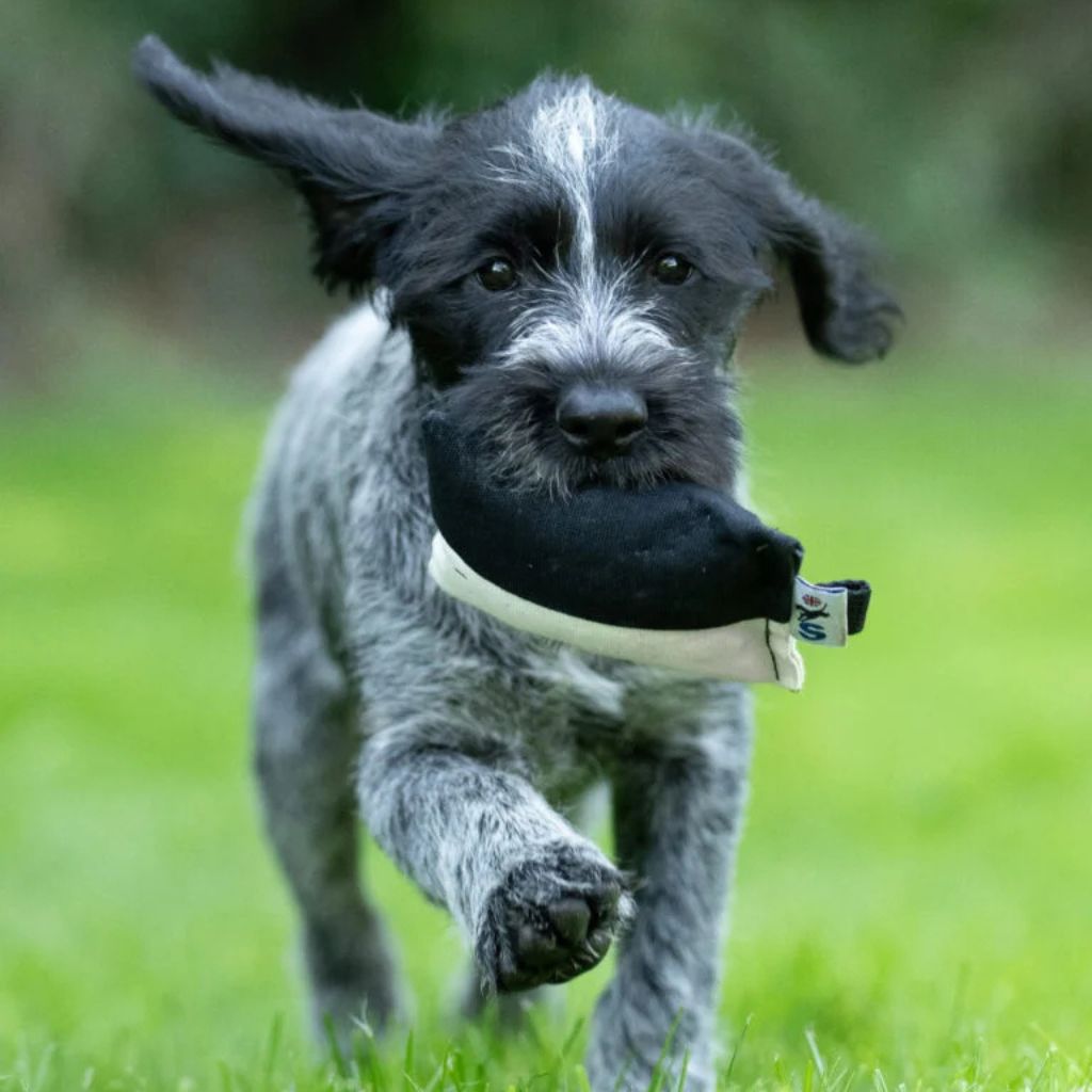 Sporting Saint Puppy Dummy