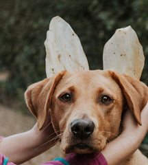 Anco Natural Cow Ears