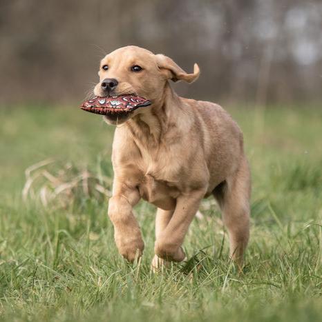 Sporting Saint Puppy Dummy