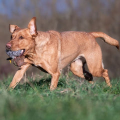 Rabbit Ball With Throwing Toggle