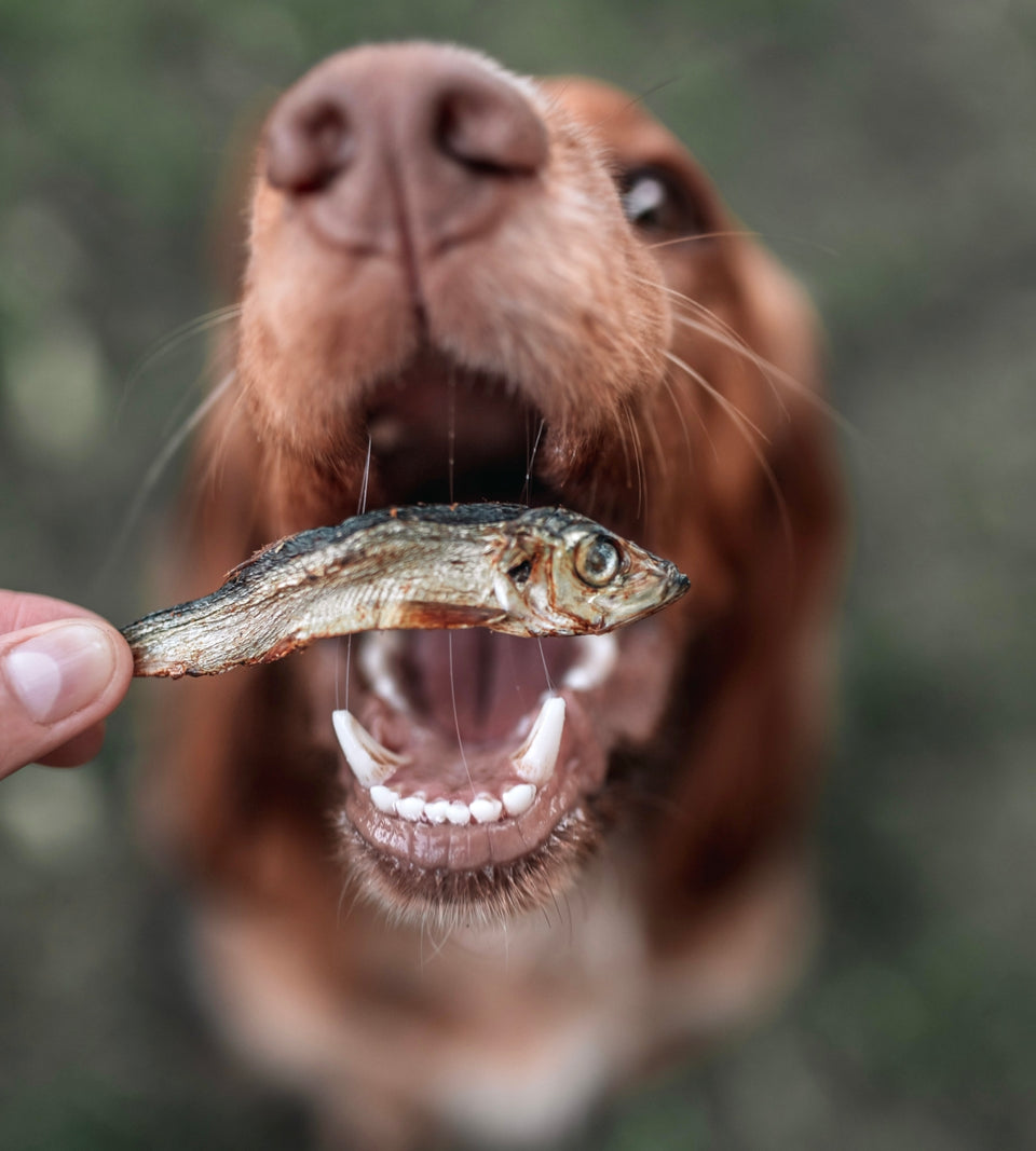 Natural Dried Sprat